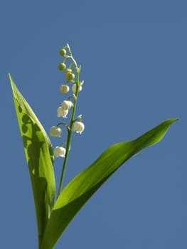 Muguet