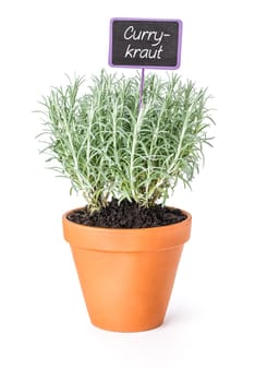 Curry wort in clay pot with plant plug