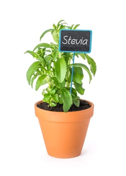 Stevia in clay pot with plant plug