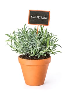 Lavender in clay pot with plant plug
