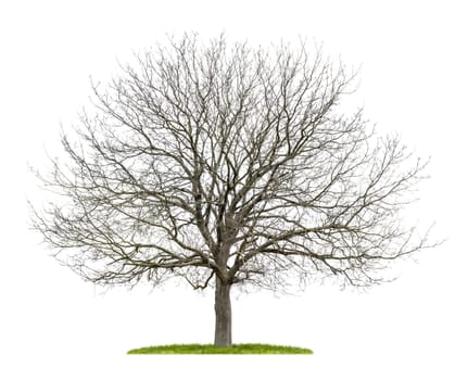 exempted walnut tree in winter