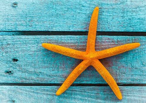 Orange starfish or sea star on painted rustic blue wooden boards with copyspace a nautical souvenir of a summer holiday on the beach