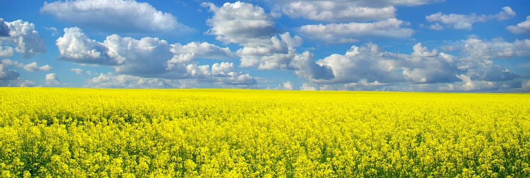 Rape field and clouds in sky