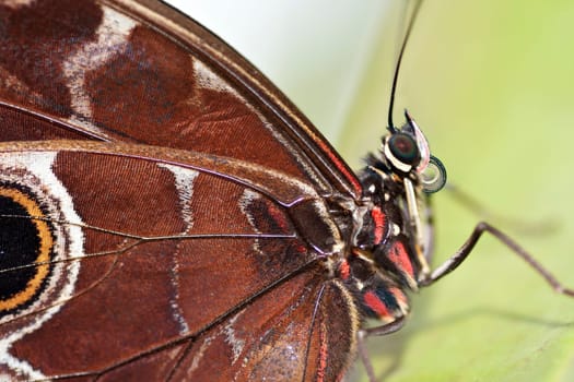 Detail of the Morpho peleides - Blue Morpho Butterfly