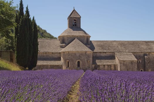 Famous Abbey Senanque with lavender field. (Provence, France)