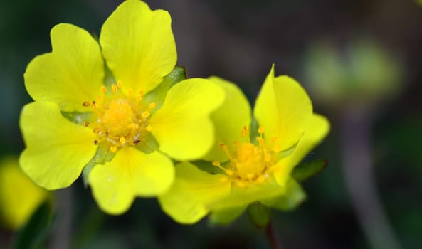 flower couple