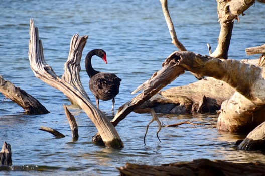 black swan with tree roots