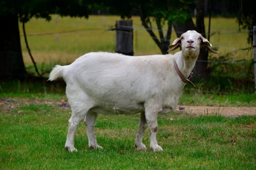goat with collar