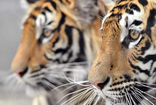 close up of bengal tiger face