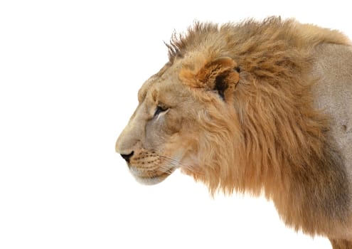 male lion head isolated on white background