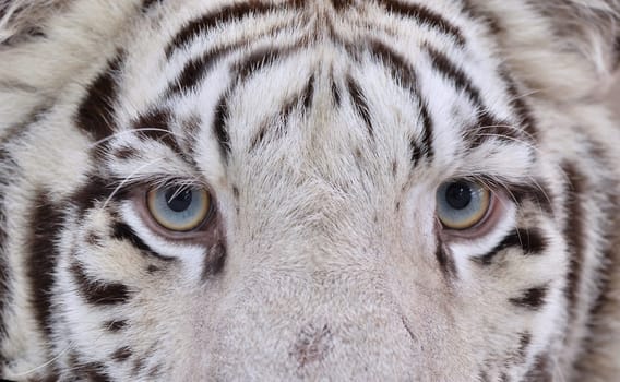 close up of white bengal tiger face