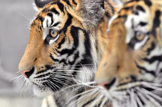 close up of bengal tiger face