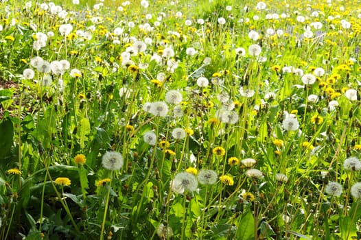 Blooming dandelion on the meadow
