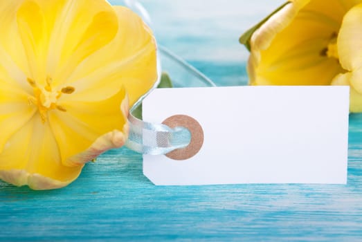 Two Yellow Tulips with Label with Copy Space