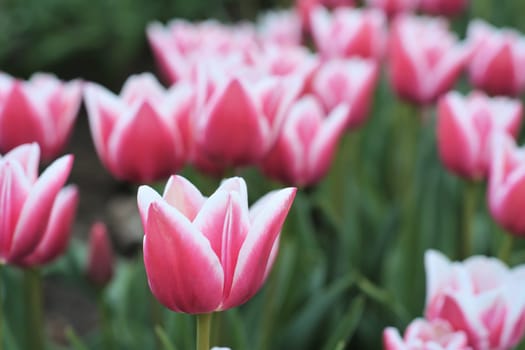 Tulips in a field in spring