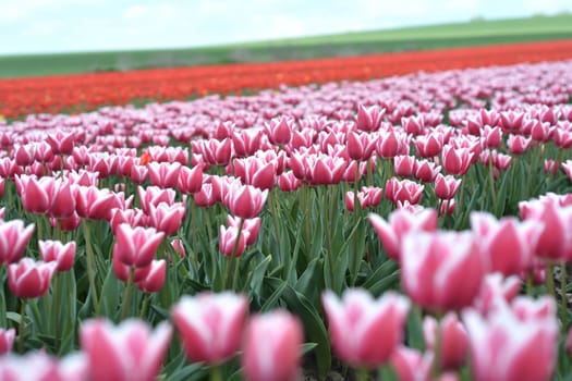 Tulips in a field in spring