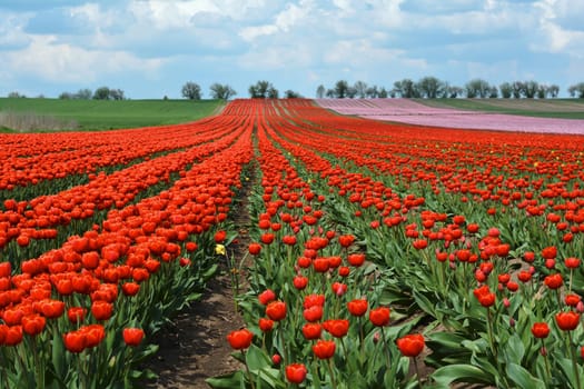 Tulip field in spring