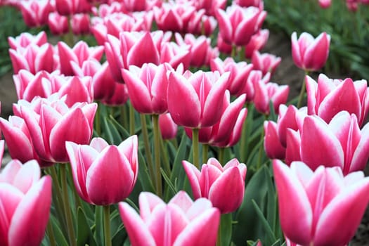 Tulips in a field in spring