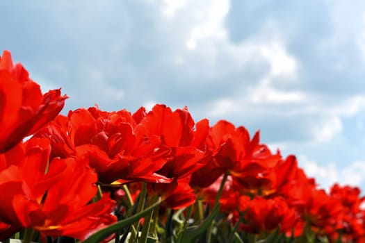 Tulip field in spring