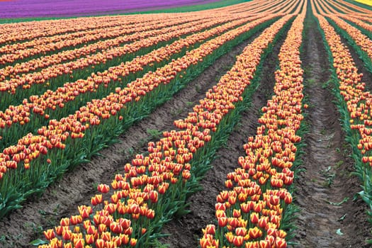 Tulip field in spring