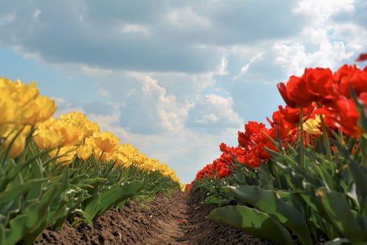 Tulips in a field