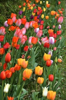 flowering tulips in spring