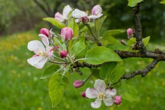 Apple tree blossoms closeup