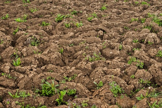 Dug out soil for spring planting of vegetables as rural background