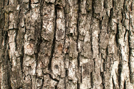Old weathered pear tree bark closeup as background