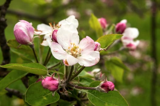 Apple tree blossoms closeup