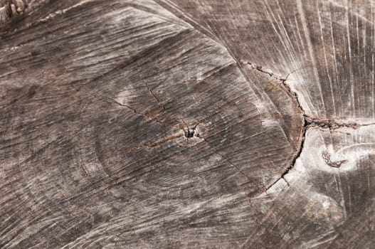 Surface of old weathered walnut tree log as background