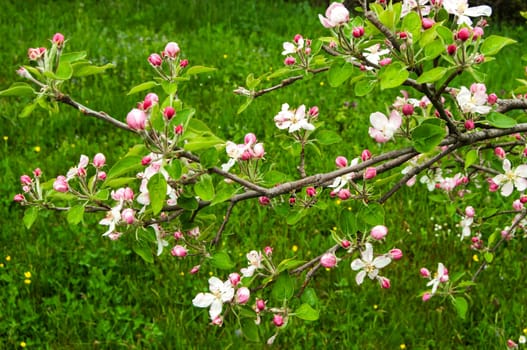 Apple tree blossoms closeup