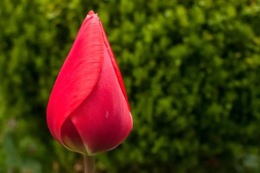 Red tulip head cup in early morning