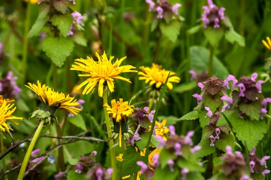 Dandelion flower heads and fresh nettles closeup