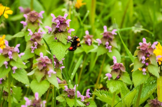 Dandelion flower, fresh nettles and bumblebee closeup
