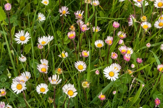 Spring meadow with daisies