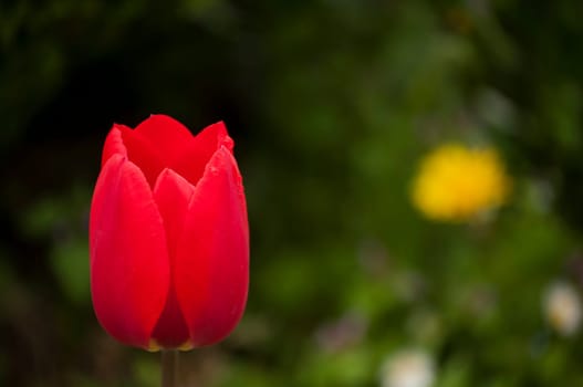 Red tulip head cup with water drop closeup