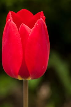 Red tulip head cup with water drop closeup