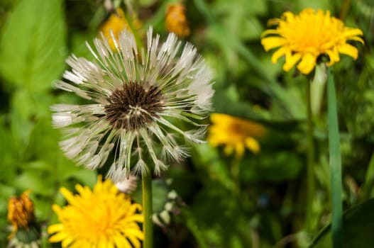 Dandelion flower florets and seed head closeup