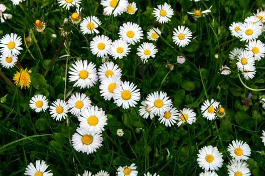 Spring meadow with daisies