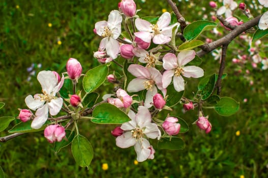 Apple tree blossoms closeup
