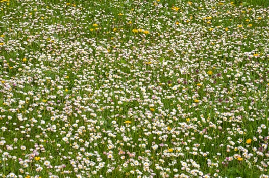 Spring meadow with daisies