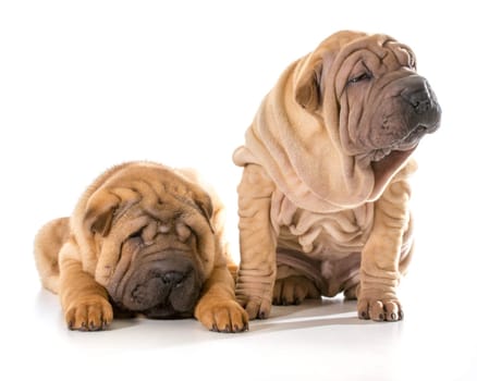 two chinese shar pei puppies isolated on white background - 4 months old