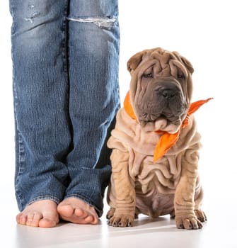 dog and owner - chinese shar pei sitting beside owner isolated on white background