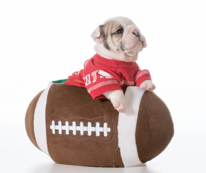 sports hound - bulldog puppy inside a football