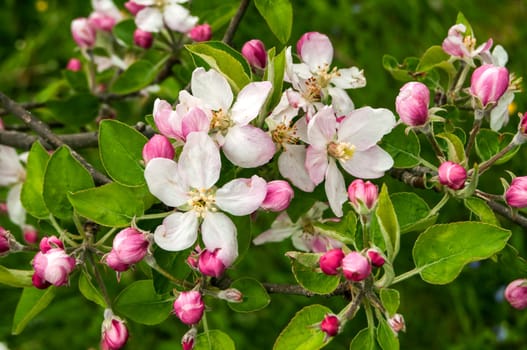 Apple tree blossoms closeup