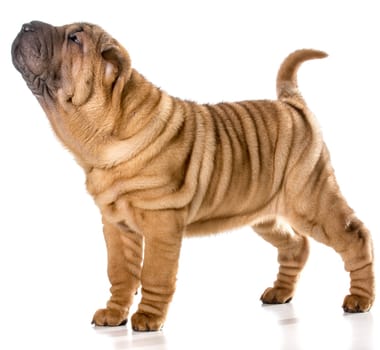 chinese shar pei puppy standing wagging tail isolated on white background