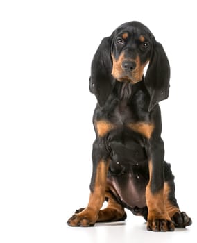 black and tan coonhound sitting on white background