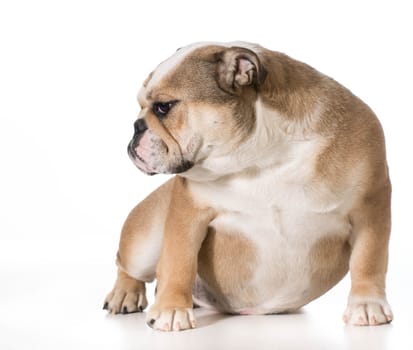 sad dog - english bulldog sitting