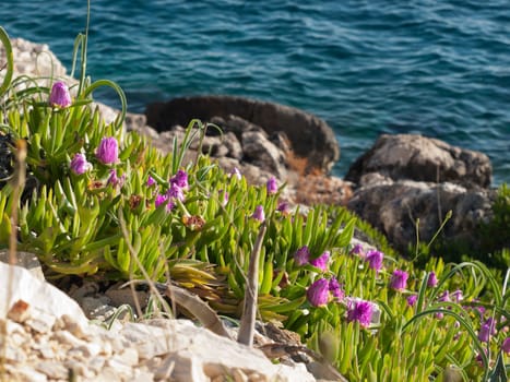 pigface flower in bloom on island Dugi otok, Sali, Croatia